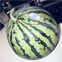 吃瓜知名网红,揭秘吃瓜网红背后的故事