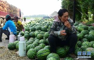 承德县吃瓜网红,揭秘承德县网络红人的瓜田传奇