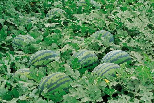 网红向然的吃瓜群,幕后故事大揭秘