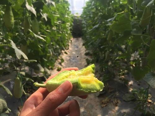 网红第一手吃瓜的视频,揭秘娱乐圈幕后真相